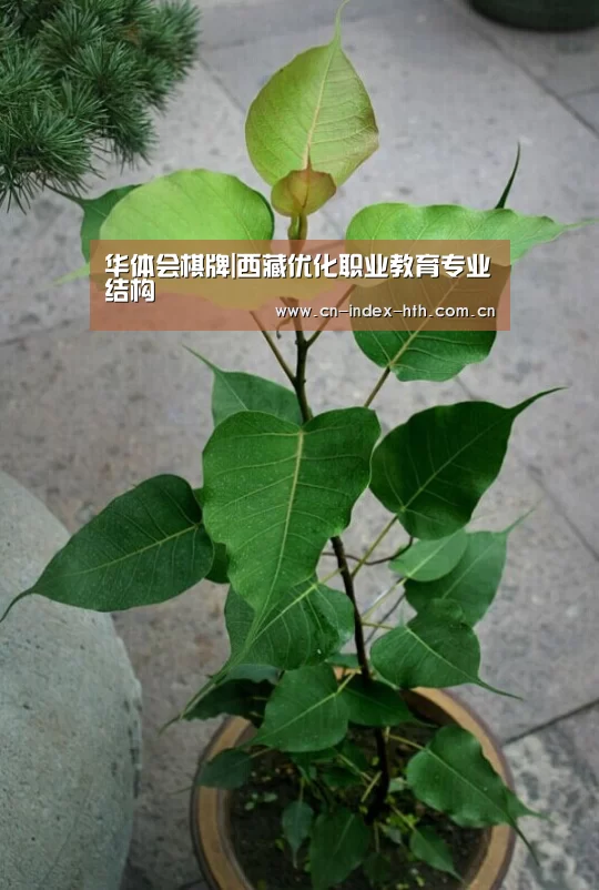 华体会棋牌|西藏优化职业教育专业结构